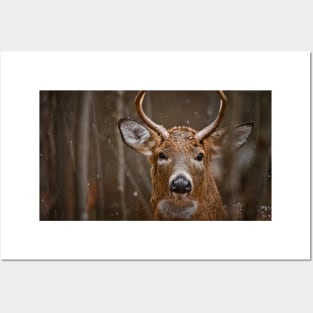 White-tailed Deer Posters and Art